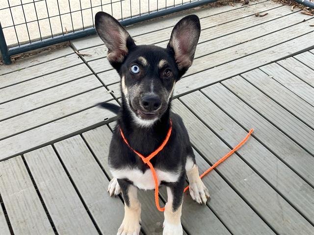 BRUNO - German Shepherd Dog / Siberian Husky available for adoption