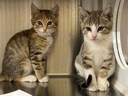 TRUCI - Domestic Short Hair available for adoption