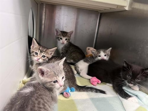 A1973439 - Domestic Short Hair available for adoption