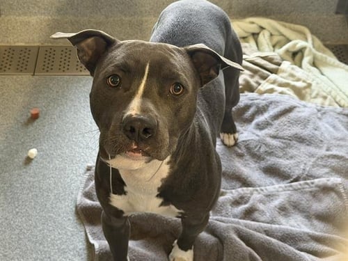 HERCULES - Pit Bull Terrier available for adoption