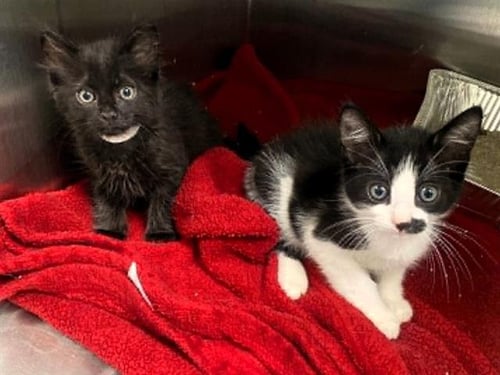 PEP - Domestic Short Hair available for adoption
