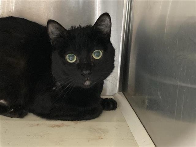 PAKO - Domestic Short Hair available for adoption