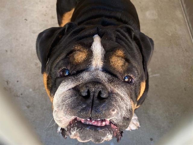 ANGUS Image