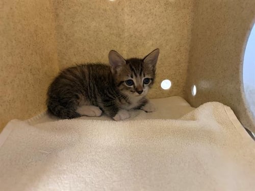 GERALT - Domestic Short Hair available for adoption