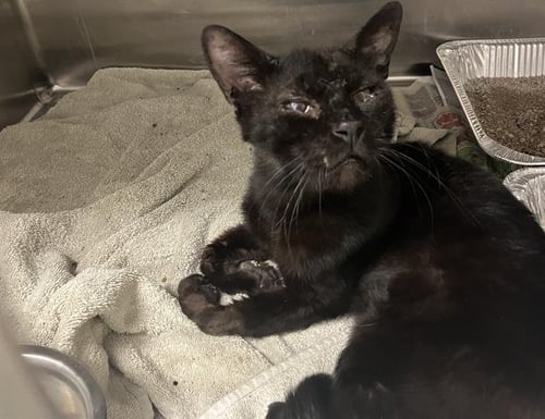 KING TAURI - Domestic Short Hair available for adoption