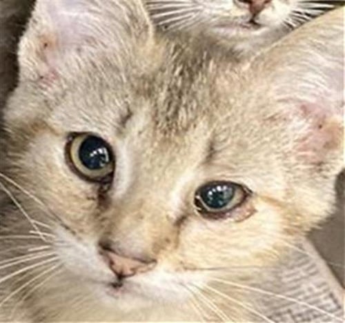 MOONSTONE - Domestic Short Hair available for adoption