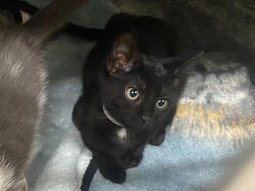 BARBARA - Domestic Short Hair available for adoption