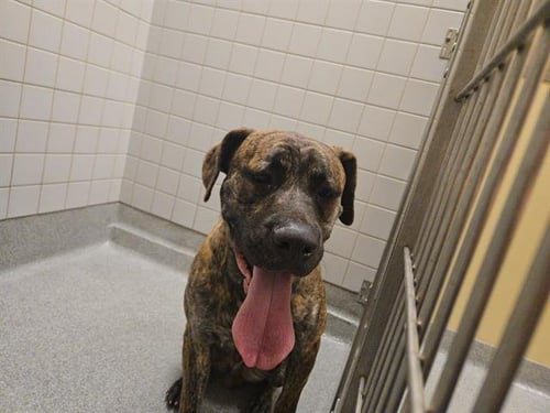 ZUBAT - Pit Bull Terrier available for adoption