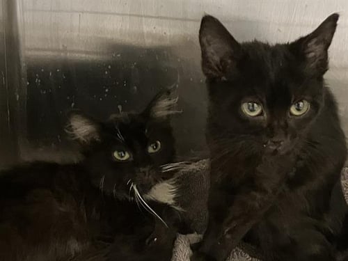 SUZIE Q - Domestic Short Hair available for adoption