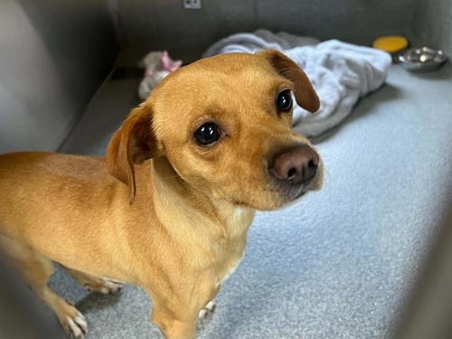 POSEIDON - Chihuahua available for adoption
