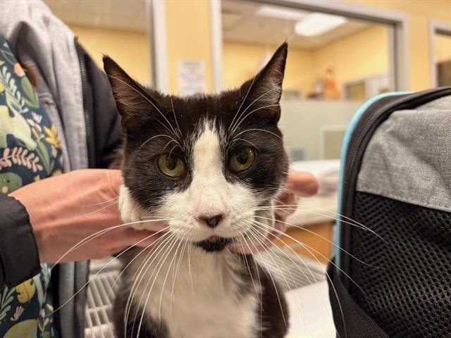 CHICA - Domestic Short Hair available for adoption