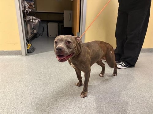 BEABADOOBEE - Pit Bull Terrier available for adoption