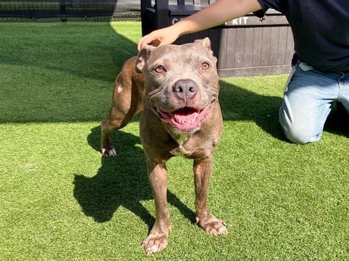 BEABADOOBEE - Pit Bull Terrier available for adoption