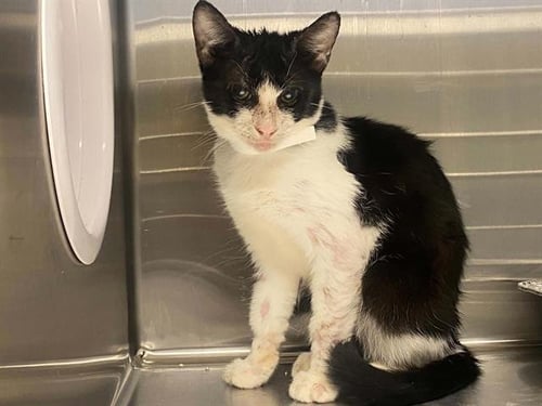 IRIS - Domestic Short Hair available for adoption