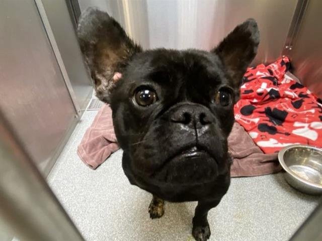 TIPPY - French Bulldog available for adoption