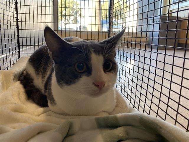 DANNY RICH - Domestic Short Hair available for adoption