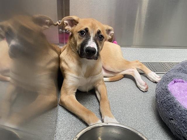 WHIMSY - German Shepherd Dog available for adoption