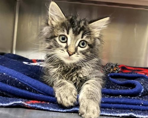BURTON - Domestic Short Hair available for adoption