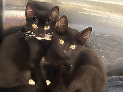 DIDO - Domestic Short Hair available for adoption