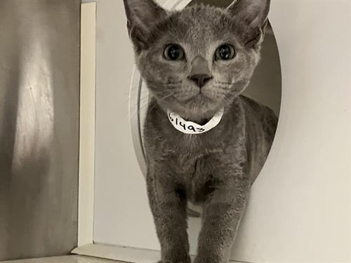 RAZZLE - Domestic Short Hair available for adoption