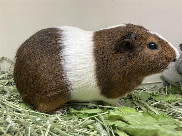 PLINKO - Guinea Pig available for adoption