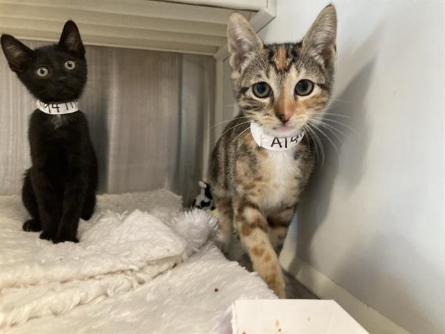 CARDI - Domestic Short Hair available for adoption