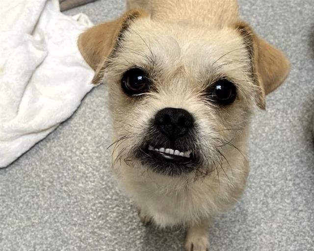 BLONDIE - Cairn Terrier available for adoption