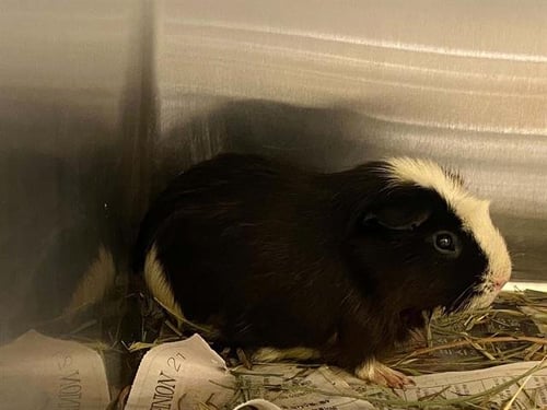 ROBERT - Guinea Pig available for adoption