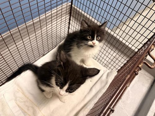 DWIGHT - Domestic Medium Hair available for adoption