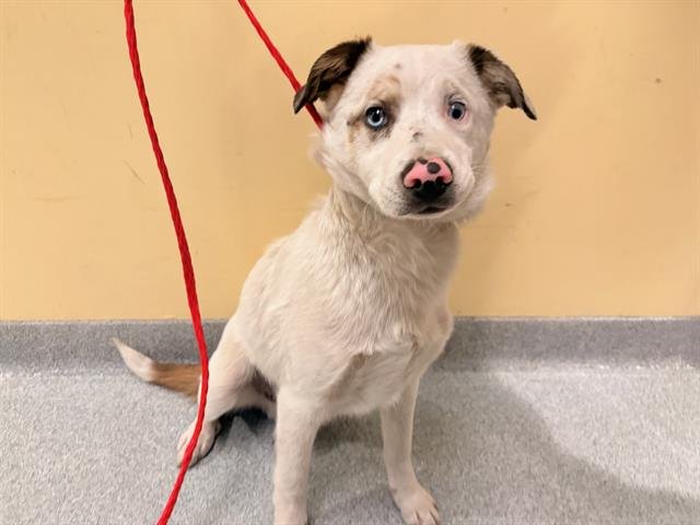 SPECKLE - Australian Shepherd available for adoption