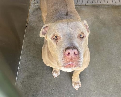 JAX - Pit Bull Terrier available for adoption