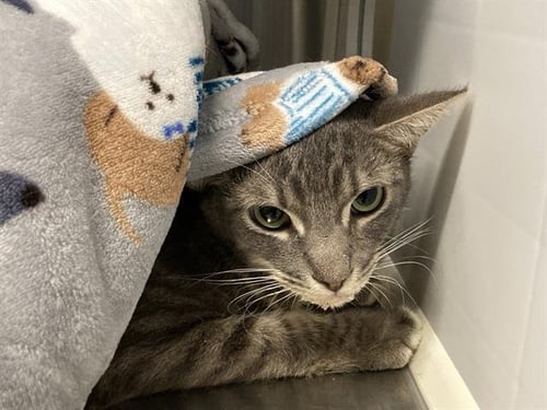 PARKER - Domestic Short Hair for adoption in Santa Ana