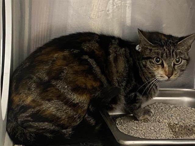 EMBER - Domestic Short Hair available for adoption