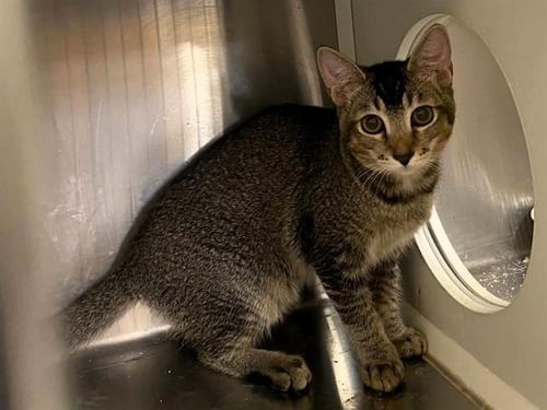 MAEVE - Abyssinian available for adoption