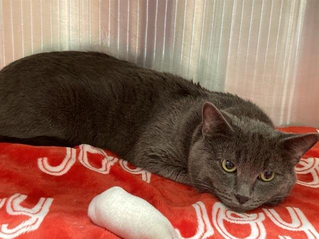 STERLING - Domestic Short Hair available for adoption