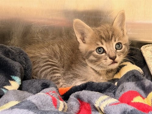 CHRISTOPHER THE COSMIC COWBOY - Domestic Short Hair available for adoption