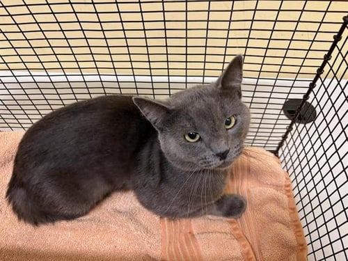 FANGTASTIC - Domestic Short Hair available for adoption