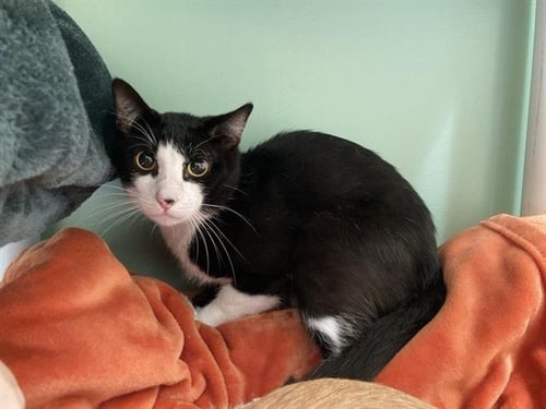 SESAME - Domestic Short Hair available for adoption