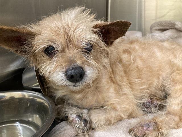 EBRAHIM - Border Terrier available for adoption