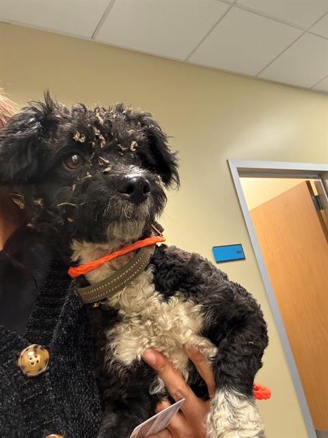 TROY - Poodle (Toy) available for adoption