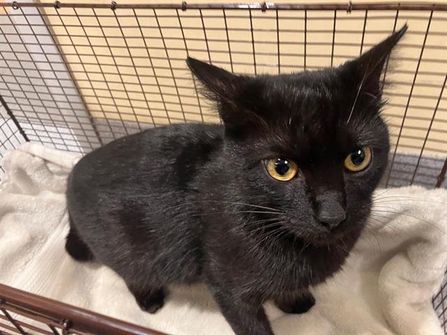 VANESSA - Domestic Short Hair available for adoption