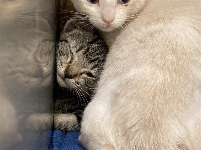 TABBY Image
