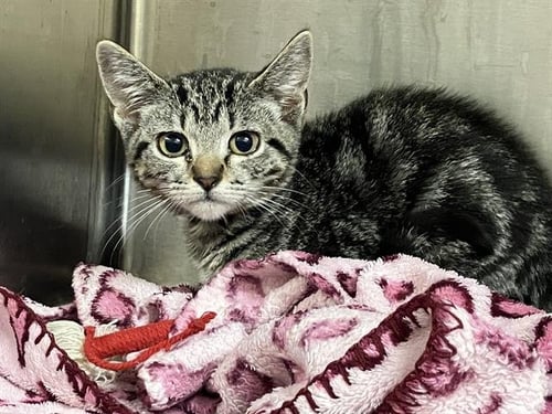 TABBY - Domestic Short Hair available for adoption