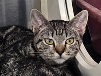 TABBY - Photo 1
