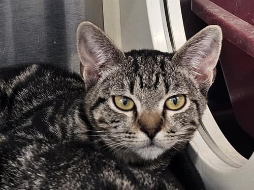 TABBY - Domestic Short Hair for adoption in Anaheim