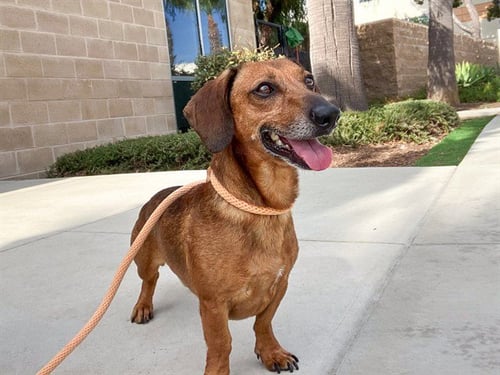 CASANOVA - Dachshund available for adoption
