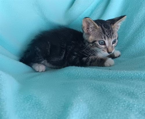 ONYX - Domestic Short Hair available for adoption