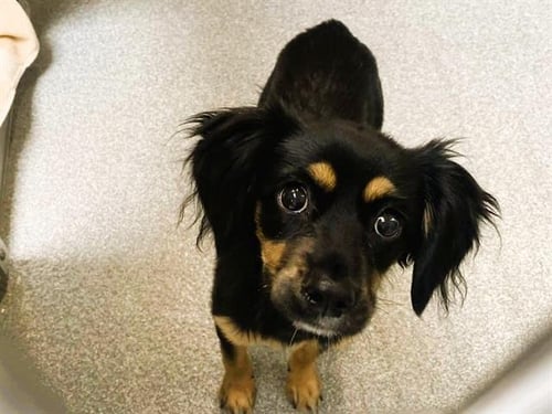 AGNES - Cavalier King Charles Spaniel / Dachshund available for adoption