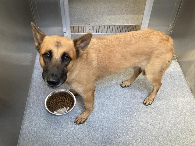 PORSCHE - German Shepherd Dog available for adoption