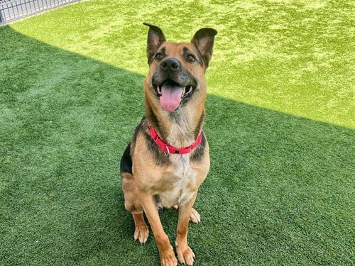 BAKER - German Shepherd Dog available for adoption